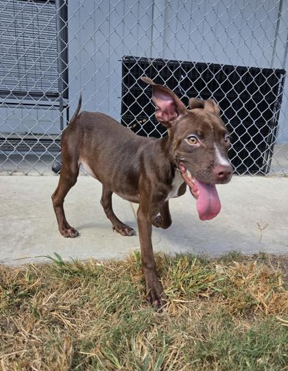 Shelter Stray Female Dog last seen Near Neuse Blvd, New Bern City Limits, NC, 1639 Old Airport Rd, New Bern, NC 28562, USA
