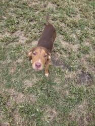 Shelter Stray Male Dog last seen Core Point Rd, Ernul, NC, 1639 Old Airport Rd, New Bern, NC 28562, USA