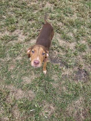 Shelter Stray Male Dog last seen Core Point Rd, Ernul, NC, 1639 Old Airport Rd, New Bern, NC 28562, USA