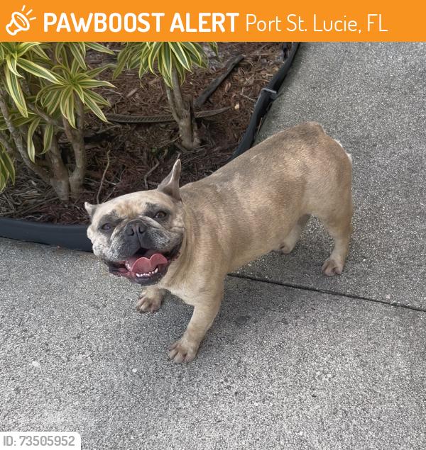 Found/Stray Female Dog last seen Sw savona and adcock st, Port St. Lucie, FL 34953