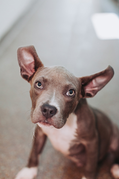 Shelter Stray Male Dog last seen Mayfield Drive and Parkwood Drive, Goose Creek, SC, 2455 Remount Rd, North Charleston, SC 29406, USA