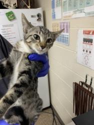 Shelter Stray Male Cat last seen Near Rosewood Lane, Mt. Pleasant, SC, 2455 Remount Rd, North Charleston, SC 29406, USA