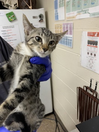 Shelter Stray Male Cat last seen Near Rosewood Lane, Mt. Pleasant, SC, 2455 Remount Rd, North Charleston, SC 29406, USA