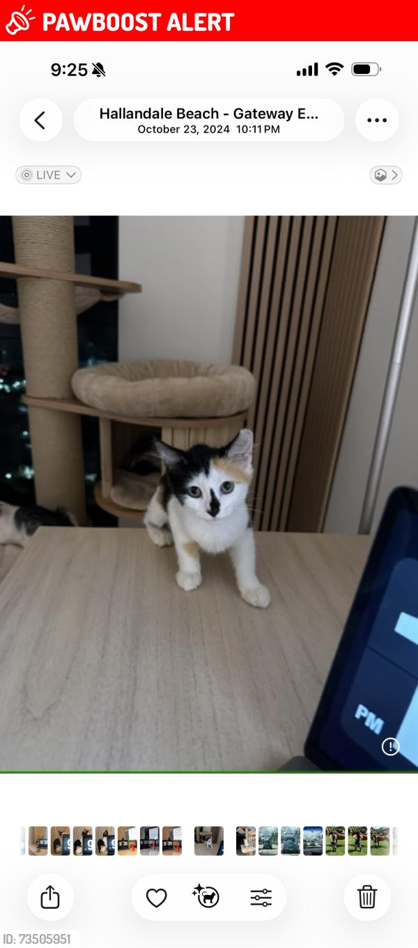Lost Female Cat last seen South west ranches, Southwest Ranches, FL 33331