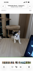 Lost Female Cat last seen South west ranches, Southwest Ranches, FL 33331