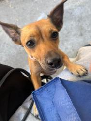 Shelter Stray Female Dog last seen Near Panola Way Ln Lithonia, 30058, 30058, GA, 3280 Chamblee Dunwoody Rd, Chamblee, GA 30341, USA