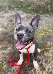 Shelter Stray Female Dog last seen Near Peachtree St. NE, Atlanta, GA, 1251 Fulton Industrial Blvd NW, Atlanta, GA 30336, USA