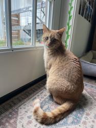 Lost Male Cat last seen Catlett, Knoxville, TN 37932