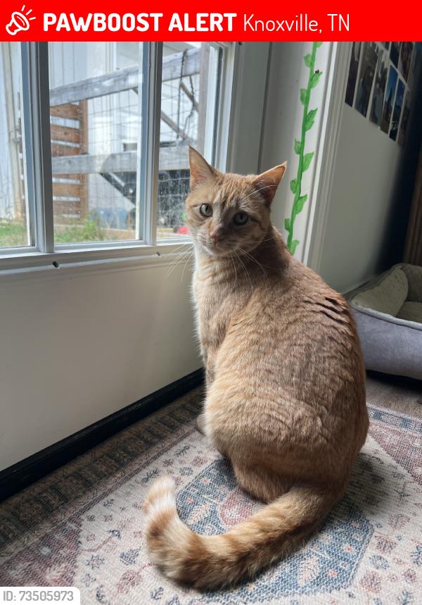 Lost Male Cat last seen Catlett, Knoxville, TN 37932