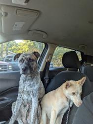 Reunited Male Dog last seen Harrisburg rd near sports complex, Charlotte, NC 28215