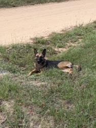 Found/Stray Unknown Dog last seen Long moss, Livingston, TX 77351
