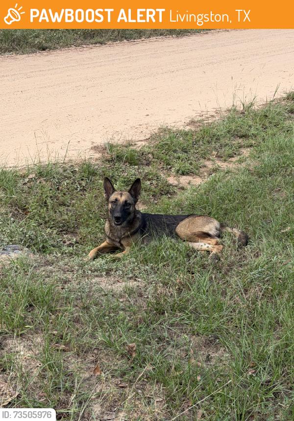Found/Stray Unknown Dog last seen Long moss, Livingston, TX 77351