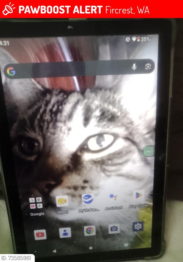 Lost Male Cat last seen Emerson, Fircrest, WA 98466