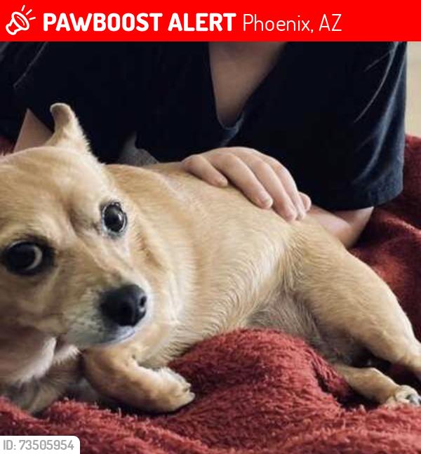 Lost Female Dog last seen 22nd street and Sunnyside, Phoenix, AZ 85028