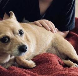 Lost Female Dog last seen 22nd street and Sunnyside, Phoenix, AZ 85028