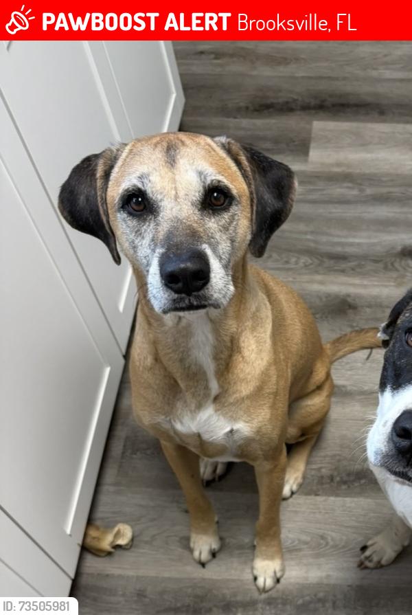 Lost Male Dog last seen US 41 and Howell Ave, Brooksville, FL 34601