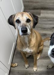 Lost Male Dog last seen US 41 and Howell Ave, Brooksville, FL 34601