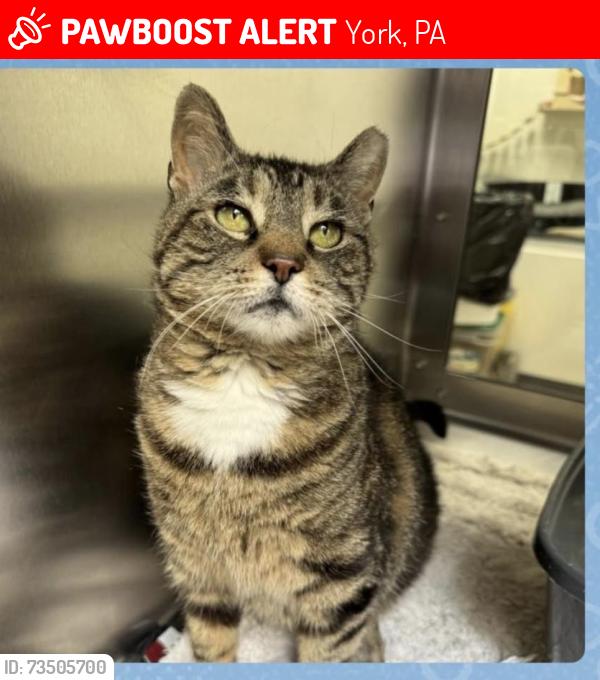 Lost Female Cat last seen Kenneth Road, York, PA 17408