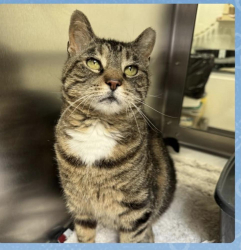 Lost Female Cat last seen Kenneth Road, York, PA 17408