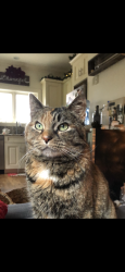 Lost Female Cat last seen Backyard ring camera, Caldwell NJ, Caldwell, NJ 07006