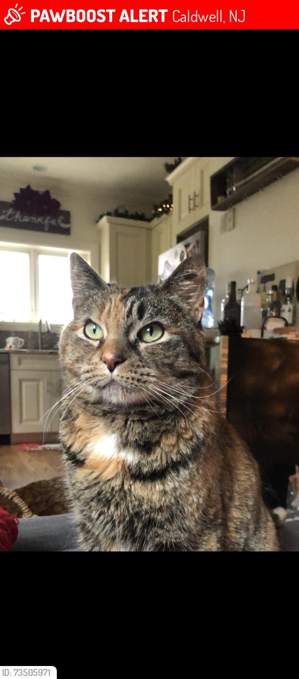 Lost Female Cat last seen Backyard ring camera, Caldwell NJ, Caldwell, NJ 07006