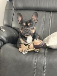 Reunited Male Dog last seen Jamacha, Spring Valley, CA 91977