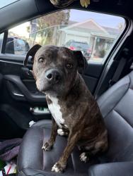 Reunited Female Dog last seen 38th and Jackson st, Denver, CO 80205