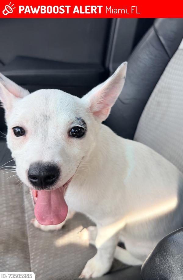 Lost Female Dog last seen 135th North Miami, Miami, FL 33130