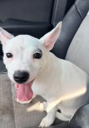 Lost Female Dog last seen 135th North Miami, Miami, FL 33130