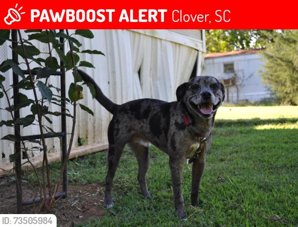 Lost Male Dog last seen Bethel school Road clover sc 29710, Clover, SC 29710