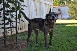 Lost Male Dog last seen Bethel school Road clover sc 29710, Clover, SC 29710