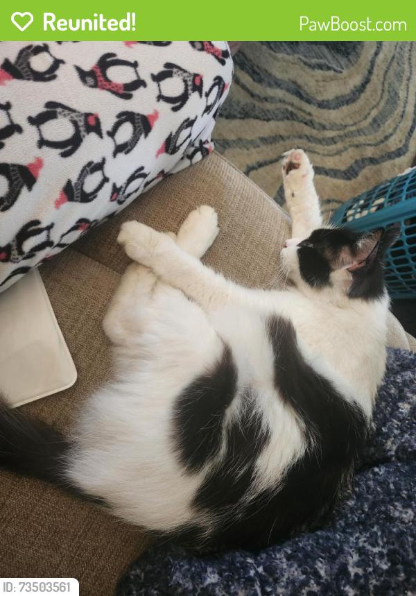 Reunited Female Cat last seen Salem church road, Knoxville, TN 37938
