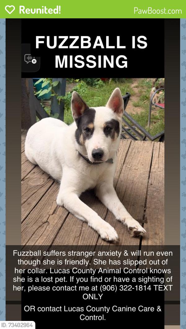Reunited Female Dog last seen Toledo Tools & Die by Bennett Rd. between Burnham Ave, Toledo, OH 43612