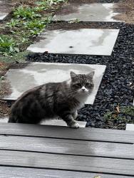 Found/Stray Unknown Cat last seen St Marks, Millcreek, UT 84124