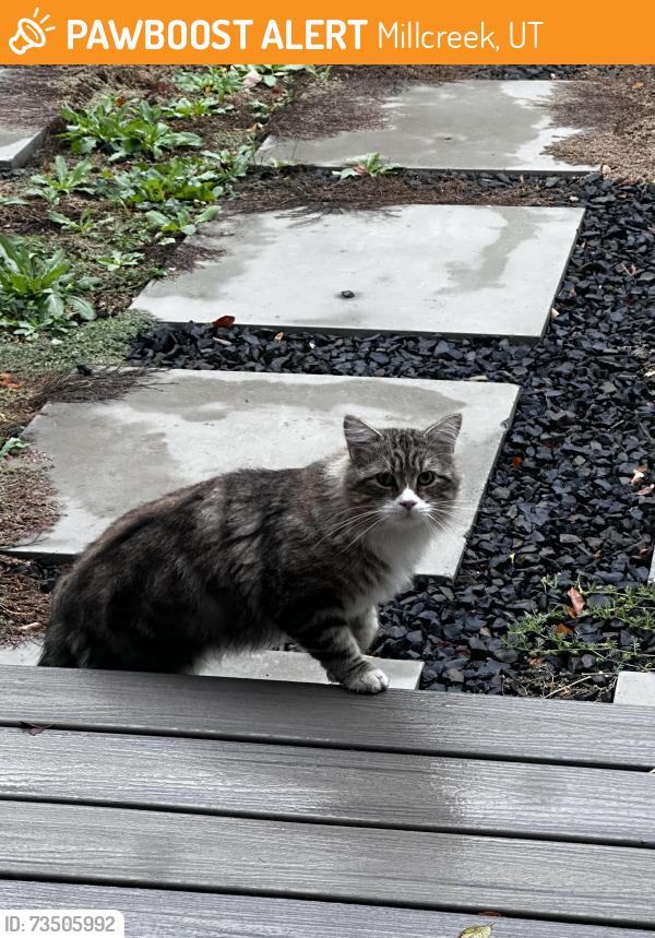 Found/Stray Unknown Cat last seen St Marks, Millcreek, UT 84124