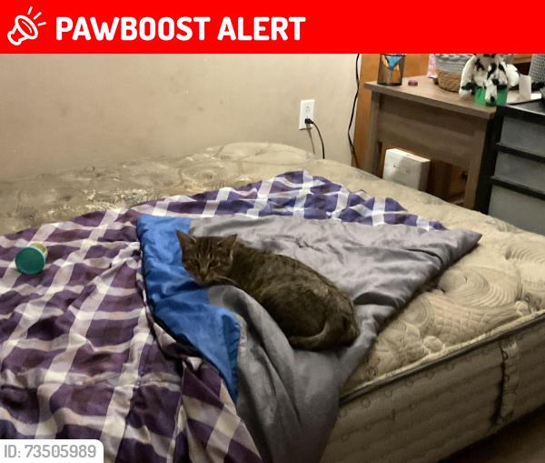Lost Female Cat last seen Near twp rd 300, Water Valley, AB T0M 2E0