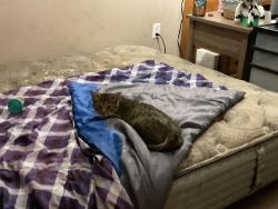 Lost Female Cat last seen Near twp rd 300, Water Valley, AB T0M 2E0