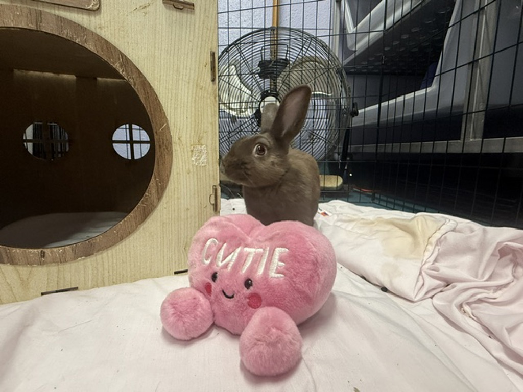 Shelter Stray Female Rabbit last seen Aqueduct Avenue, BRONX, NY, 10468, 326 E 110th St, New York, NY 10029, USA