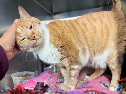 Shelter Stray Male Cat last seen Apt 4A,210 W 262nd Street, BRONX, NY, 10471, 326 E 110th St, New York, NY 10029, USA