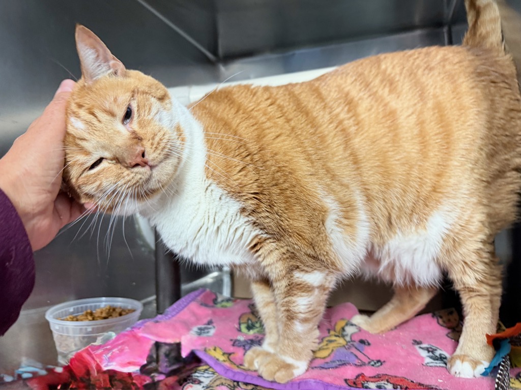 Shelter Stray Male Cat last seen Apt 4A,210 W 262nd Street, BRONX, NY, 10471, 326 E 110th St, New York, NY 10029, USA