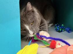 Shelter Stray Male Cat last seen Near Webster Avenue, BRONX, NY, 10456, 326 E 110th St, New York, NY 10029, USA