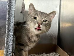 Shelter Stray Male Cat last seen Near Lafayette Ave, BRONX, NY, 10473, 326 E 110th St, New York, NY 10029, USA