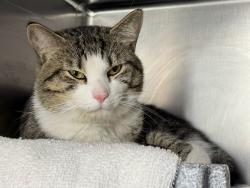 Shelter Stray Male Cat last seen Near E 161st Street, BRONX, NY, 10451, 326 E 110th St, New York, NY 10029, USA