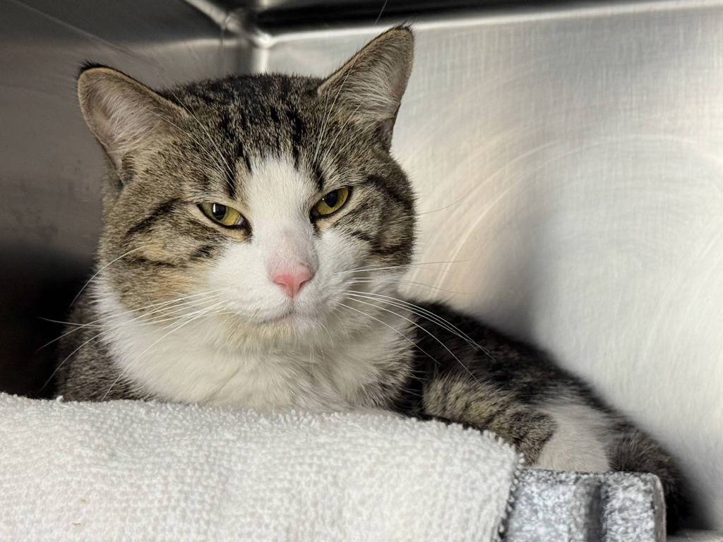 Shelter Stray Male Cat last seen Near E 161st Street, BRONX, NY, 10451, 326 E 110th St, New York, NY 10029, USA