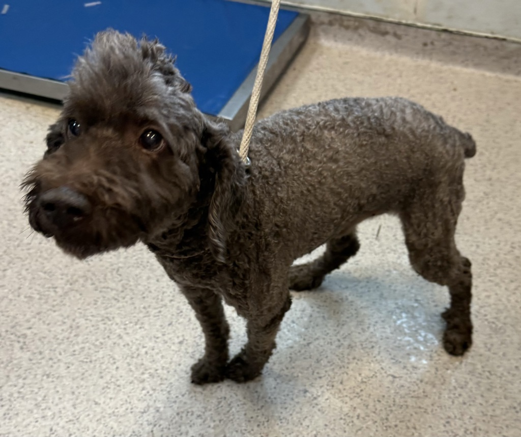 Shelter Stray Male Dog last seen Jefferson, NEW YORK, NY, 10002, 326 E 110th St, New York, NY 10029, USA