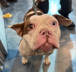 Shelter Stray Female Dog last seen Near Thorpe Street, PONTIAC, MI, 48341, 1200 N Telegraph Building 42E, Pontiac, MI 48340, USA