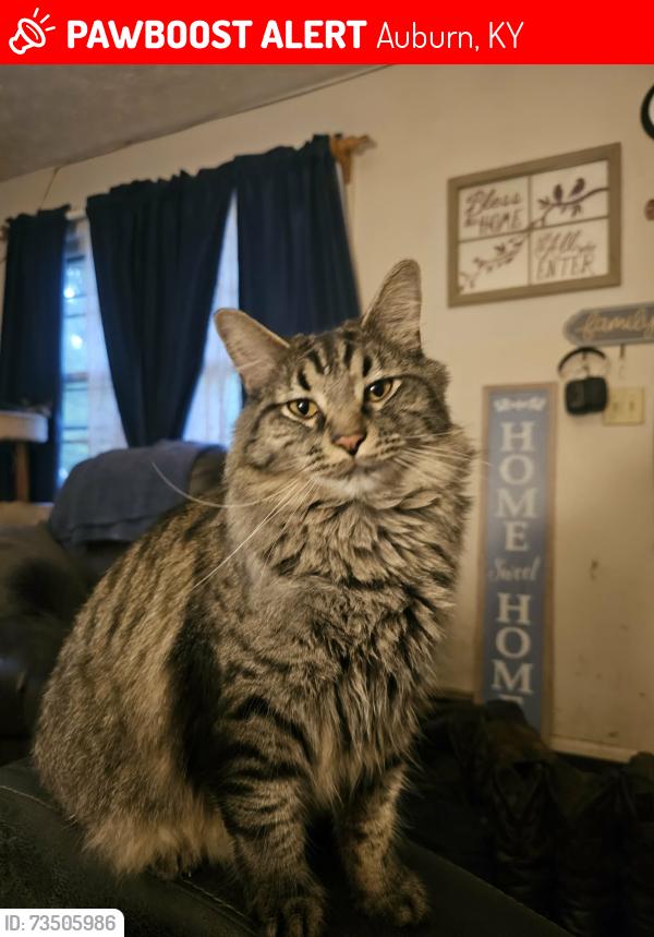 Lost Male Cat last seen Next to feed mill, Auburn, KY 42206