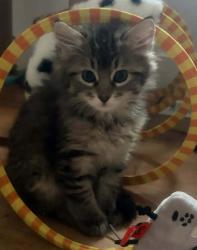 Shelter Stray Female Cat last seen Near S Coupler Lane, Bluffdale, UT, 84065, 511 W 3900 S, Salt Lake City, UT 84123, USA
