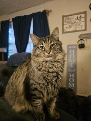 Lost Male Cat last seen Next to feed mill, Auburn, KY 42206
