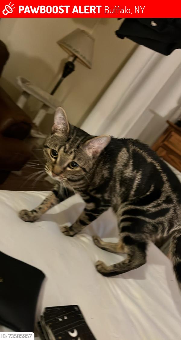 Lost Male Cat last seen in corner of herkemir, Buffalo, NY 14213